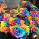 50 Pcs Dahlia Tree Bonsai Flowers Colorful
