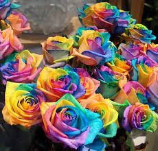 50 Pcs Dahlia Tree Bonsai Flowers Colorful