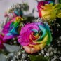50 Pcs Dahlia Tree Bonsai Flowers Colorful