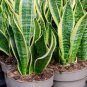 100 Pcs Colorful Sansevieria Seeds Bonsai Potted Balcony Indoor Plants