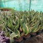 100 Pcs Colorful Sansevieria Seeds Bonsai Potted Balcony Indoor Plants
