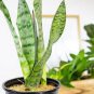 100 Pcs Colorful Sansevieria Seeds Bonsai Potted Balcony Indoor Plants