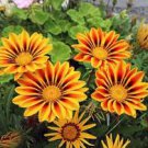 20 Pcs Orange Gazania Flower Seeds