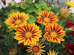 20 Pcs Orange Gazania Flower Seeds
