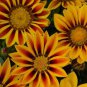 20 Pcs Orange Gazania Flower Seeds