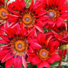 20 Pcs Red Gazania Flower Seeds Treasure Flower