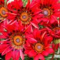 20 Pcs Red Gazania Flower Seeds Treasure Flower