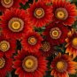 20 Pcs Red Gazania Flower Seeds Treasure Flower