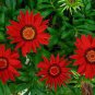 20 Pcs Red Gazania Flower Seeds Treasure Flower