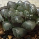 10 Pcs Haworthia Seeds