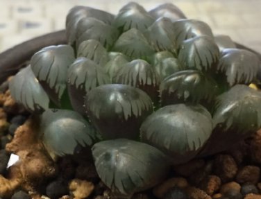 10 Pcs Haworthia Seeds