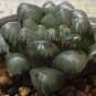 10 Pcs Haworthia Seeds