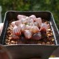 10 Pcs Haworthia Seeds