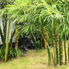 50 Pcs Black Lucky Bamboo Bonsai Seeds Garden Bambusa Ventricosa Ornamental Plants Seeds