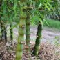 50 Pcs Black Lucky Bamboo Bonsai Seeds Garden Bambusa Ventricosa Ornamental Plants Seeds