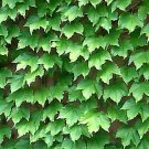 50 Pcs Green Boston Ivy Seeds Evergreen Climbing Plants