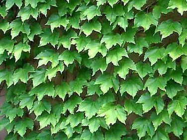 50 Pcs Green Boston Ivy Seeds Evergreen Climbing Plants