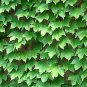 50 Pcs Green Boston Ivy Seeds Evergreen Climbing Plants