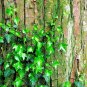 50 Pcs Green Boston Ivy Seeds Evergreen Climbing Plants