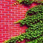 50 Pcs Green Boston Ivy Seeds Evergreen Climbing Plants