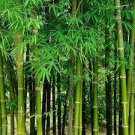 20 Pcs Mixed Bambaoo Seeds Moso Bamboo Timor Black Bamboo Umbrella Bamboo Plants Evergreen