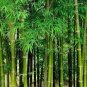 20 Pcs Mixed Bambaoo Seeds Moso Bamboo Timor Black Bamboo Umbrella Bamboo Plants Evergreen