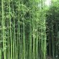 20 Pcs Mixed Bambaoo Seeds Moso Bamboo Timor Black Bamboo Umbrella Bamboo Plants Evergreen