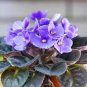 100 Pcs African Violet Blue Blazes Seeds