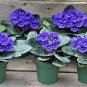 100 Pcs African Violet Blue Blazes Seeds