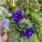 100 Pcs African Violet Blue Blazes Seeds