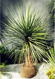 10 Pcs Rainbow Japanese Bottle Palm Bonsai Tree Exotic Plants