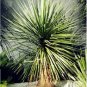 10 Pcs Rainbow Japanese Bottle Palm Bonsai Tree Exotic Plants