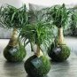 10 Pcs Rainbow Japanese Bottle Palm Bonsai Tree Exotic Plants