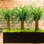 10 Pcs Rainbow Japanese Bottle Palm Bonsai Tree Exotic Plants