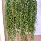 100 Pcs Gardem Beads Senecio Rowleyanus Bonsai Pearl Chlorophytum Succulent Plants