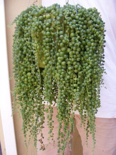 100 Pcs Gardem Beads Senecio Rowleyanus Bonsai Pearl Chlorophytum Succulent Plants