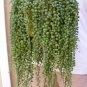 100 Pcs Gardem Beads Senecio Rowleyanus Bonsai Pearl Chlorophytum Succulent Plants