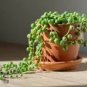 100 Pcs Gardem Beads Senecio Rowleyanus Bonsai Pearl Chlorophytum Succulent Plants