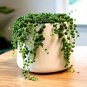 100 Pcs Gardem Beads Senecio Rowleyanus Bonsai Pearl Chlorophytum Succulent Plants