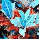 100 Pcs Blue Variegated Leaf Croton Mixed Colorful Ornamental Bonsai Plants