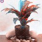 100 Pcs Blue Variegated Leaf Croton Mixed Colorful Ornamental Bonsai Plants
