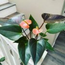 50 Pcs Anthurium Plants Beautiful Rainbow Anthurium Garden Flowers