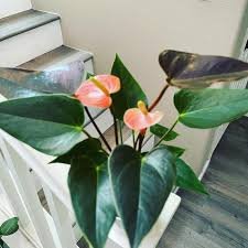 50 Pcs Anthurium Plants Beautiful Rainbow Anthurium Garden Flowers