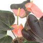 50 Pcs Anthurium Plants Beautiful Rainbow Anthurium Garden Flowers
