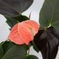 50 Pcs Anthurium Plants Beautiful Rainbow Anthurium Garden Flowers
