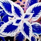 100 Pcs Coleus Bonsai Rare Coleus Blumei Rainbow Mix Color Flower Bonsai