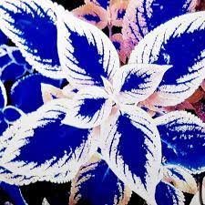 100 Pcs Coleus Bonsai Rare Coleus Blumei Rainbow Mix Color Flower Bonsai