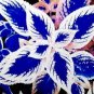 100 Pcs Coleus Bonsai Rare Coleus Blumei Rainbow Mix Color Flower Bonsai