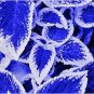 100 Pcs Coleus Bonsai Rare Coleus Blumei Rainbow Mix Color Flower Bonsai