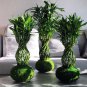10 Pcs Rainbow Lucky Bamboo Bonsai Small Potted Plants Purify Dracaena Plantas